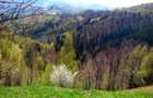 teren intravilan in zona Magura Bran - 21
