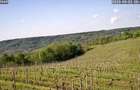 Vand domeniu Viticol si Crama in podgoria Dragasani - 5