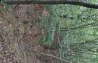 Vand padure pe dealul dintre Corbi si Bradulet Arges, 6500 mp. - 6