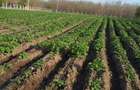 Vand teren intravilan - 5000 m2, racordat la reteaua electrica - 7