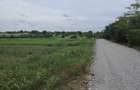 Vand teren Mariuta - Belciugatele-1000mp - Intravilan - 30/mp-Direct Proprietar - 5