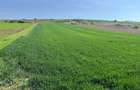 Teren extravilan de vanzare Dealul Somlyo ,Biharia 7900 mp!