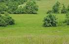 Teren agricol extravilan de 44500 mp, în Nadăș - 4