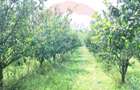 Proprietate specială, de 3,100 mp, în Măieruș - 19