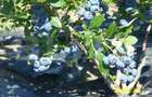 Afacere la Cheie: Plantatie Afine 1.93 Ha Profit Garantat - 4