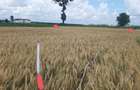 Inchiriez teren intravilan buzau 8 km de centru - Nationala Dn2b - 2