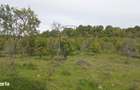 Teren extravilan 10.000 mp Livada de pruni, Dorolea (15 km de Bist - 3