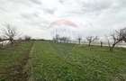 Teren 1944 mp + Casa - 65 mp, Darasti-Vlasca Giurgiu/ 20 ... - 6