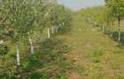 Vand livada de pomi fructiferi - 2