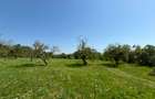 Casă individuală cu 5 camere cu Teren 15691 Mp în Zălan - 7