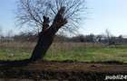 Doua terenuri intravilane 2600 m2 ( 2x 1300 m2 ) Giurgi?a, Dolj 26.000,00 - 2