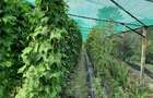Casă cu 6 camere cu Teren 12500 Mp în Copăcelu - 4