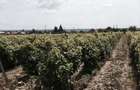 Teren de vanzre in Pitesti 53.000 mp + Conac Boieresc - 7