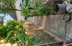 Casă cu 6 camere cu Teren 1401 Mp în Alioș - 3