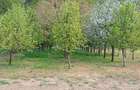 Loc de casa cu gradina, loc. Toc, jud. Arad - 6