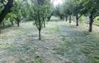 Teren 2.000 mp in Dezmir | Livada cu 100 pomi fructiferi | Fantana - 4