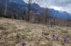 Teren 622 mp  in Sinaia - Zamora, priveliste peisagistică spre Bucegi! - 4