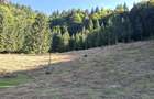 Teren intravilan la munte - 1