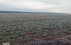 Teren extravilan Snagov, ID: R2884549 - 2