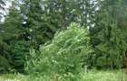 Proprietar vand teren in Predeal langa Complex Belvedere-Verona- Eden- - 3