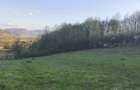 Teren extravilan cu padure proprie - 4