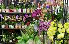 Se vinde Florarie complet amenajata, gata de lucru - Bv. Dimitrie Cantemir, Sector 4, Bucuresti - 2