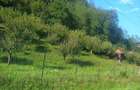 Teren intravilan Sat Voia Com. Balsa 7000mp - 4