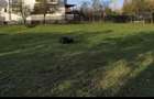 Teren intravilan de vanzare Poiana Campina, sat Bobolia - 4