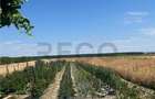 Casă cu 3 camere cu Teren 3300 Mp în Felcheriu - 18