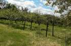 Vand casa Teleorman 5 camere - 3