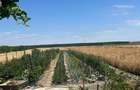 Casă individuală cu 3 camere cu Teren 3300 Mp în Felcheriu - 18