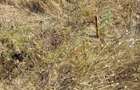 Se vinde teren 21700m2 - 5
