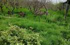 De vanzare casa agro-turistica in Istria - 4