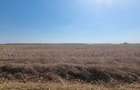 Pret redus! 10000mp intravilan Snagov Peris Tancabesti - 7