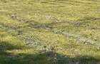 Teren intravilan_5,5 Euro mp, front stradal: 95,19 ml - sat Gageni, com. Sahateni, Buzau - 9