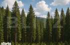 Teren extravilande de vanzare, padure, 10.000 mp, in Vatra Dornei - 1