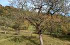 Vanzare teren intravilan - 4