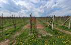 Teren extravilan in Baicoi 10.000mp plantatie mure --80.000e - 14