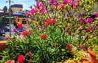 Apartament 3 camere (cu boxa) complex Rose Garden - 12