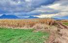 Teren agricol extravilan de 8400 mp, în Tărlungeni - 3