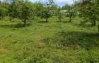 Teren intravilan de 2400 mp, în Priboiu (Tătărani) - 8