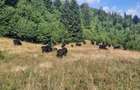 Vand teren 47.8 HA intravilan + extravilan Moisei/Viseu - 9