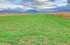 Teren agricol extravilan de 8400 mp, în Tărlungeni - 7
