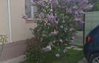 Apartament cu 2 camere decomandat în Clinceni - 1