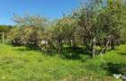 Intravilan 572 mp , loc de casa , zona padure Baicoi Prahova - 13