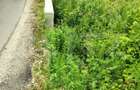 Teren zona de munte 1800 mp, cu apa de izvor, la Somesu Rece - 2
