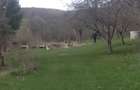 Teren intavilan de vanzare 7800 mp pe malul lacului, Moacsa - 4