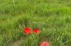 Teren 1Decembrie ._LDL