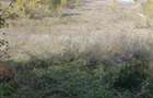 Vand teren 7550 mp MEHADIA - 3