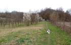Teren agricol Ezeri?, 3000 mp, la ?osea, cu pomi - 4